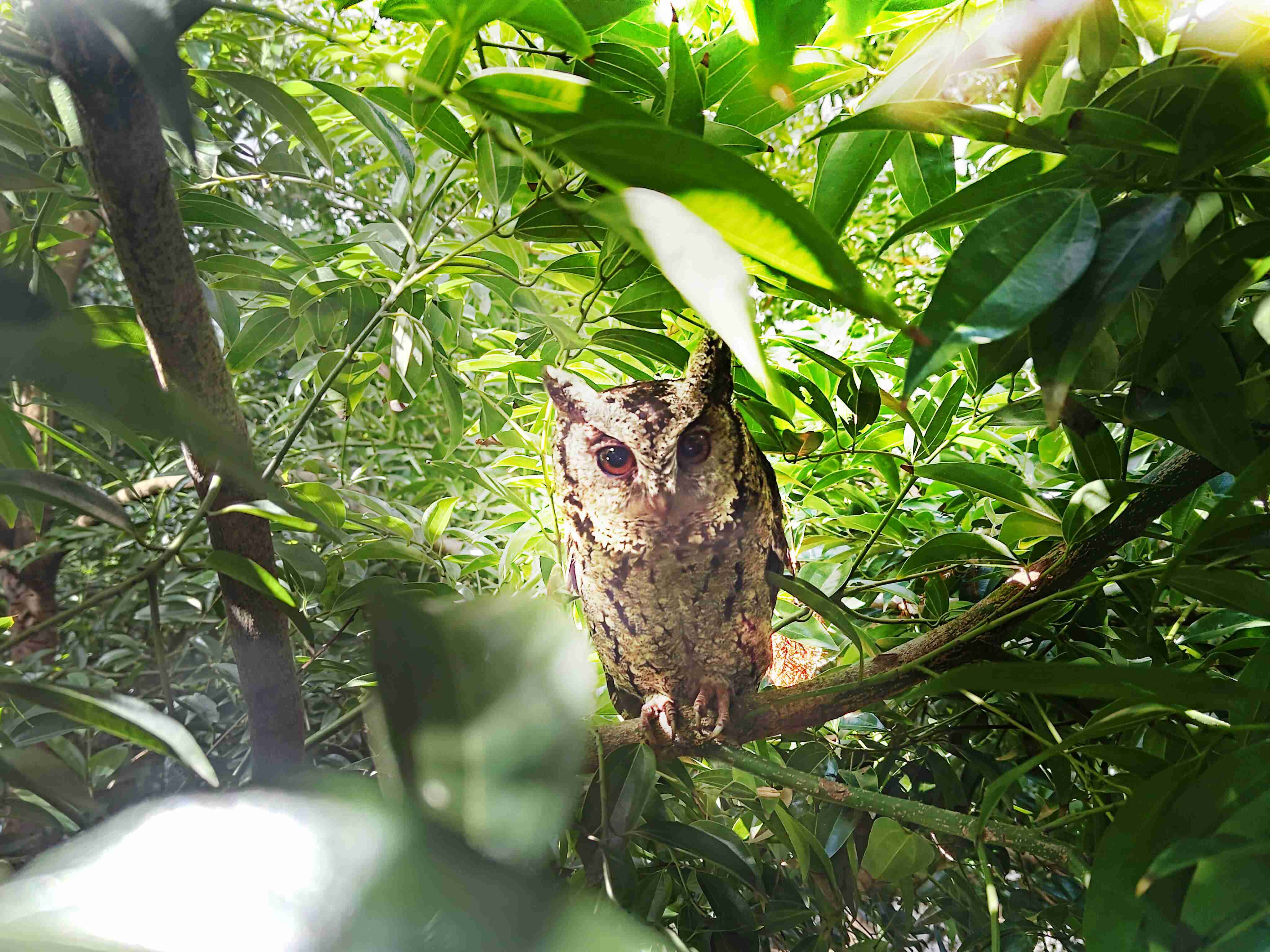彩霸王致力提倡净零绿生活，，，，16年以来在全球各厂区植树逾百万棵，，造就各厂区树木蔚然成林，，犹如森林工厂，，成为许多生物的栖息地